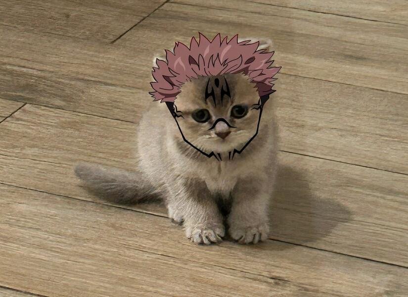 MIA - Cute Scottish Cat